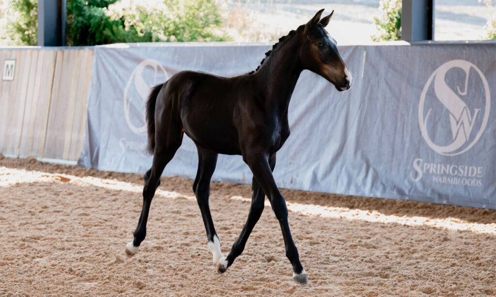 Springside Warmbloods Yarra Valley Foals2021 Springside Safira 7